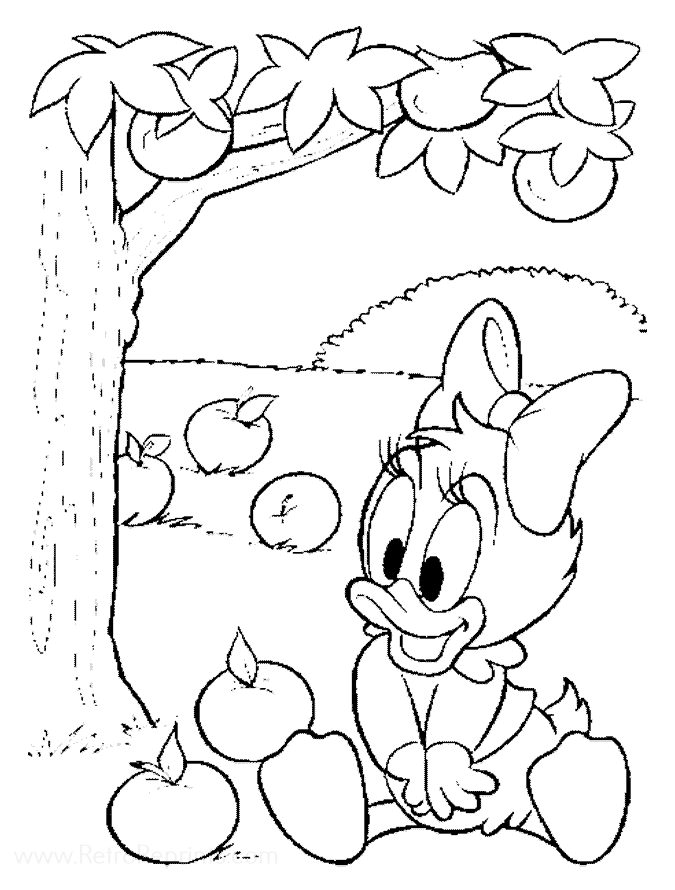 Baby Daisy